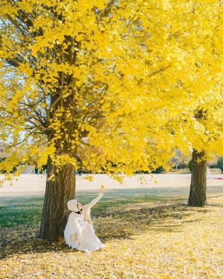 Showa Memorial Park Ginkgo Photoshoot｜The Junior's White Dress Photoshoot Is Absolutely Stunning