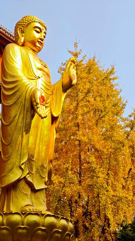 文昌里銀杏葉金黃盛景 文昌里銀杏葉金黃盛景