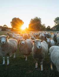 誰懂啊！在新西蘭被羊駝包圍太幸福了