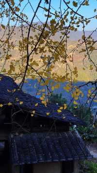 銀杏樹下慢時光,德化丁榮村