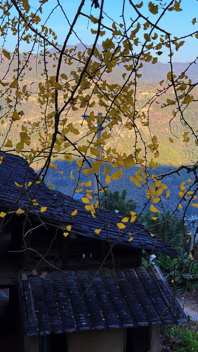 銀杏樹下慢時光,德化丁榮村 銀杏樹下慢時光,德化丁榮村