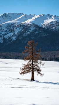 喀納斯禾木冬季遊玩攻略|||以下是一份詳細的喀納斯禾木冬