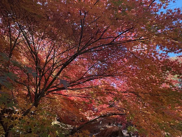 不是京都!實況無調色 不是京都!實況無調色