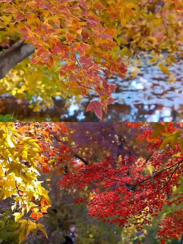 天平山‖我宣布我找的機位拍得最好看~ 天平山‖我宣布我找的機位拍得最好看~