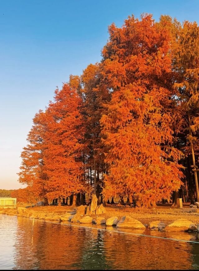 上海世紀公園週末漫遊指南免費賞秋絕美勝地 上海世紀公園週末漫遊指南免費賞秋絕美勝地