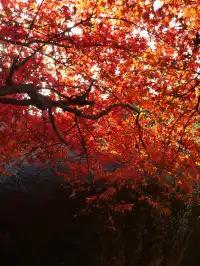 我找到了廈門的秋天