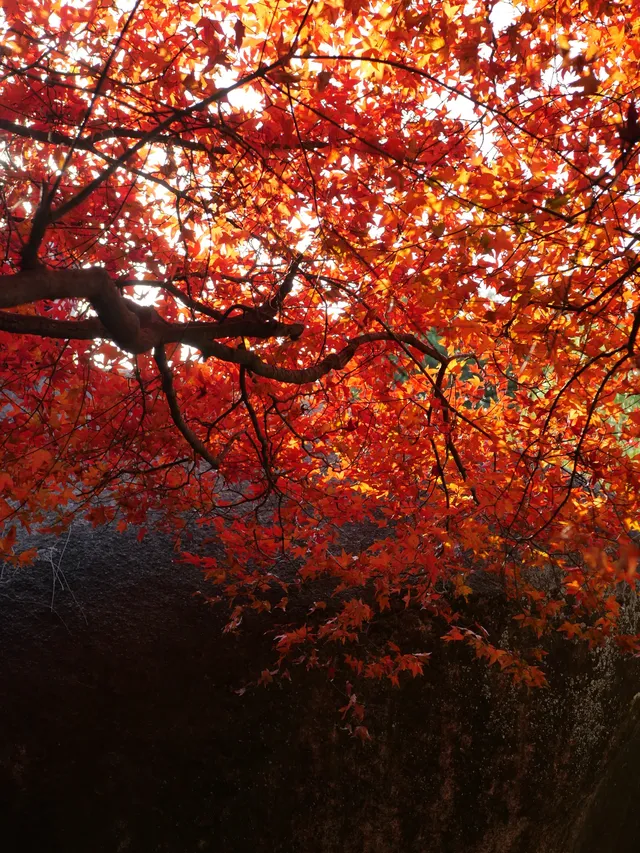 我找到了廈門的秋天 我找到了廈門的秋天