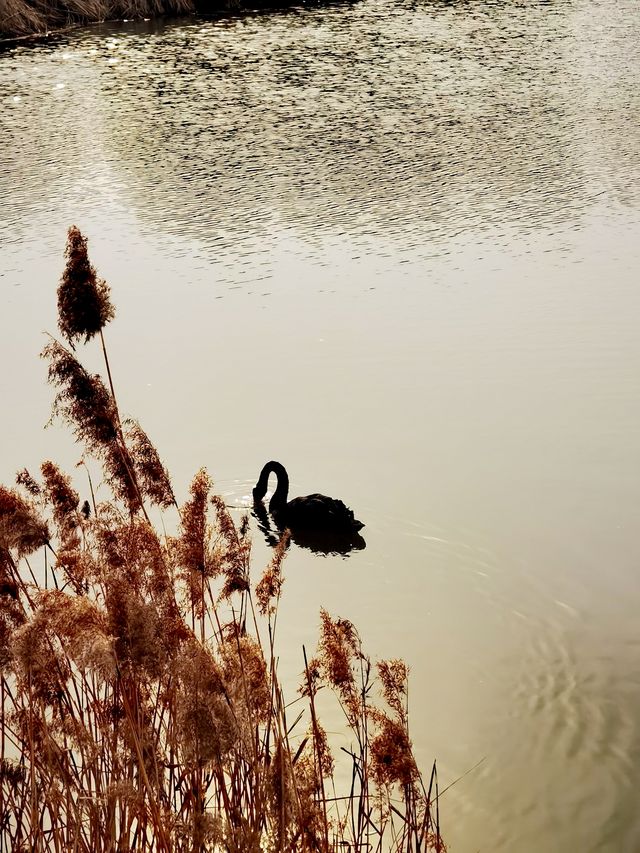 唐島灣濕地公園
