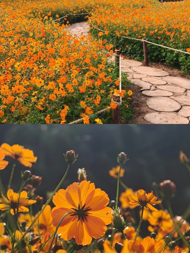 深圳東湖公園 深圳東湖公園