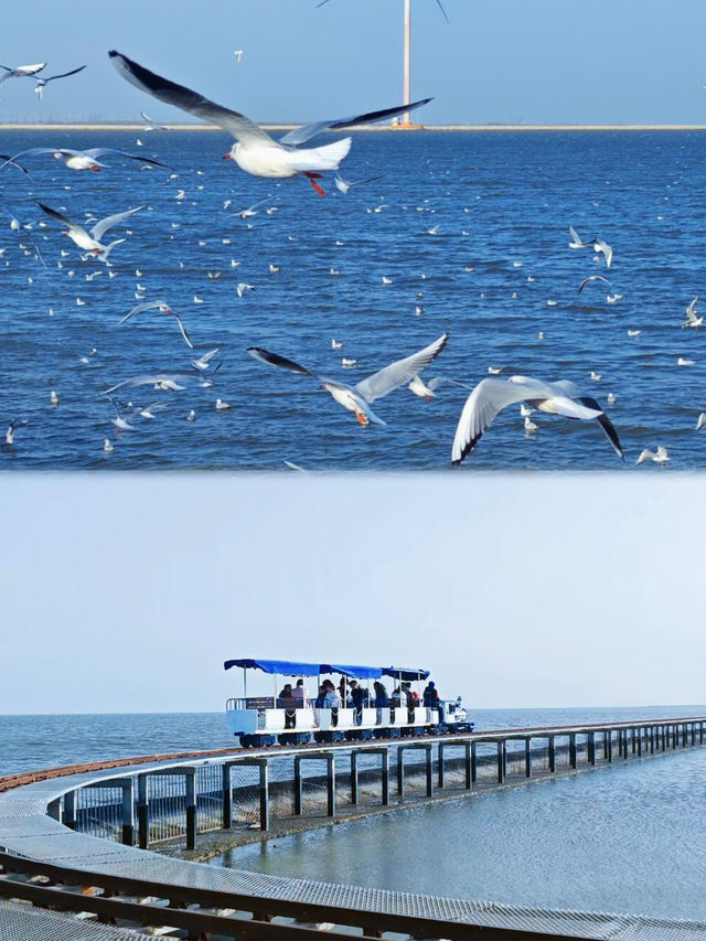 天津帶娃封神體驗!海上小火車追海鷗值哭 天津帶娃封神體驗!海上小火車追海鷗值哭