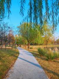 滬上秋韻 | 湖畔金柳,沔青之秋