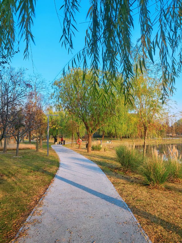 滬上秋韻 | 湖畔金柳,沔青之秋 滬上秋韻 | 湖畔金柳,沔青之秋