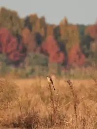 蘇州陽澄湖｜帶快樂小狗來草坪撒歡打滾