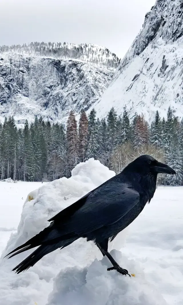 Yosemite, USA | Full screen on Apple desktop