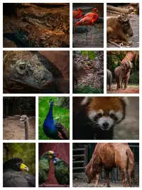 上海動物園‖動物攝影師的天堂