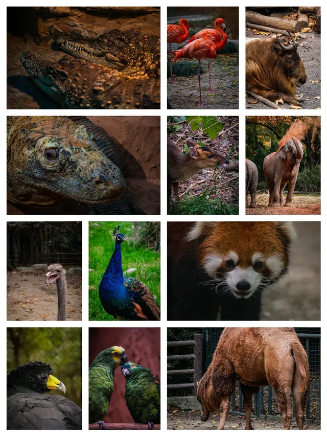 上海動物園‖動物攝影師的天堂 上海動物園‖動物攝影師的天堂