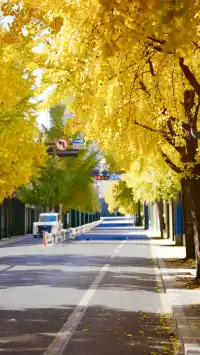 杭州清吟街|秋冬限定的金色浪漫