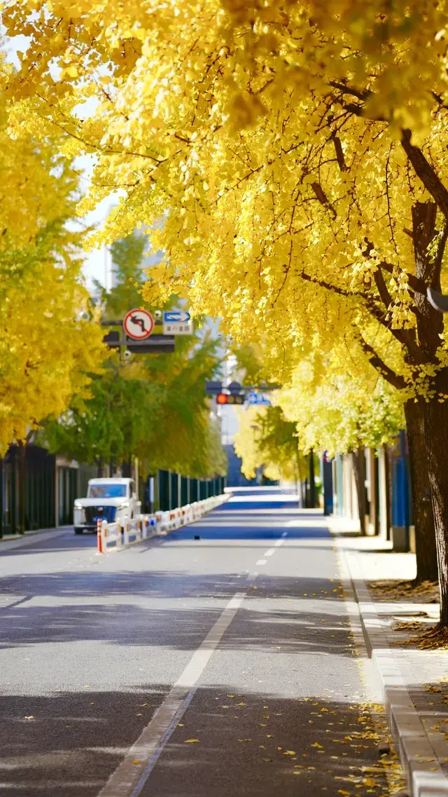 杭州清吟街|秋冬限定的金色浪漫 杭州清吟街|秋冬限定的金色浪漫