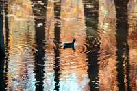 南京燕雀湖絕美水杉攻略秋日限定版油畫秘境