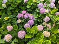 五月必刷南京繡球公園花開成海 美到犯規