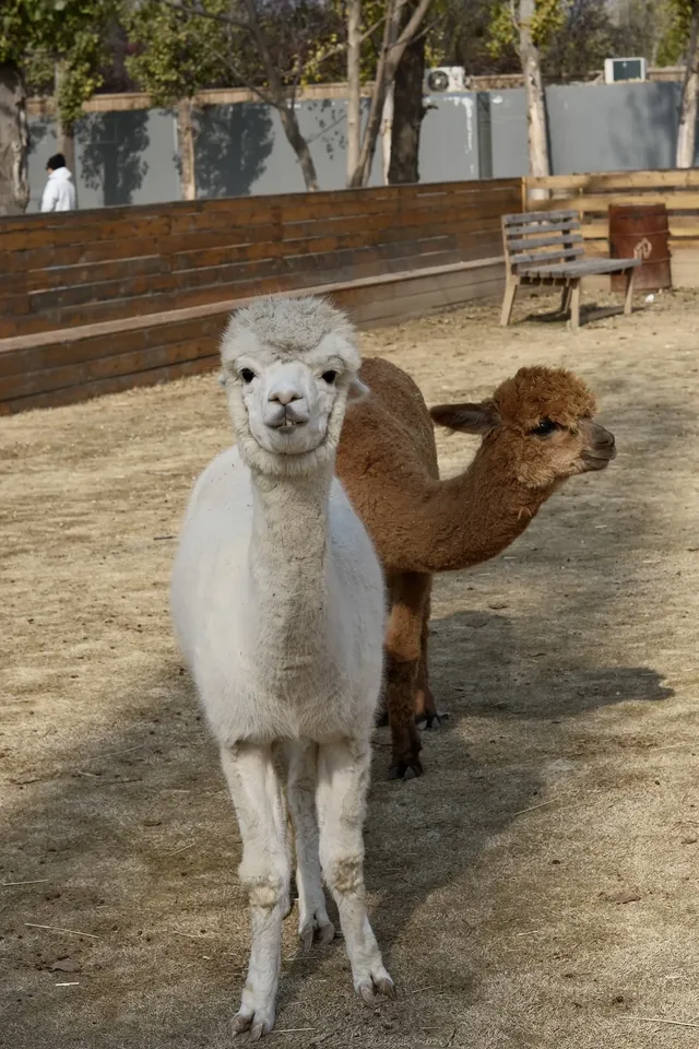 米禾農場真的去不夠|挖完紅薯拔蘿蔔 米禾農場真的去不夠|挖完紅薯拔蘿蔔