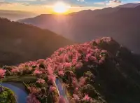 無量山櫻花谷旅拍,餘位有限,預約從速!