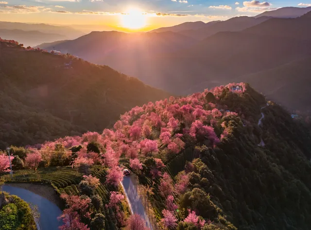 無量山櫻花谷旅拍,餘位有限,預約從速! 無量山櫻花谷旅拍,餘位有限,預約從速!