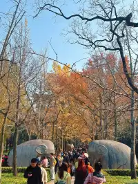 賞秋最美南京|鐘山風景區一天遊