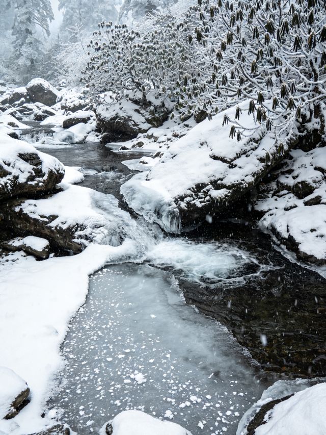 12.13峨眉山現場實況,真的崩潰了 12.13峨眉山現場實況,真的崩潰了