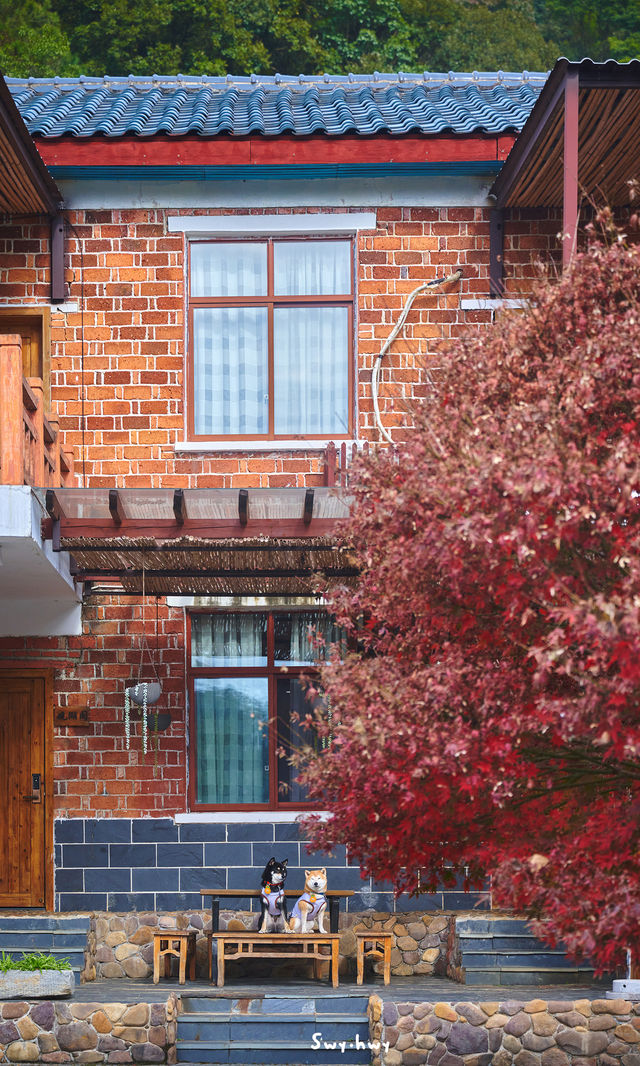 郴州資興|在森林裡遇見了東江湖晨霧 郴州資興|在森林裡遇見了東江湖晨霧