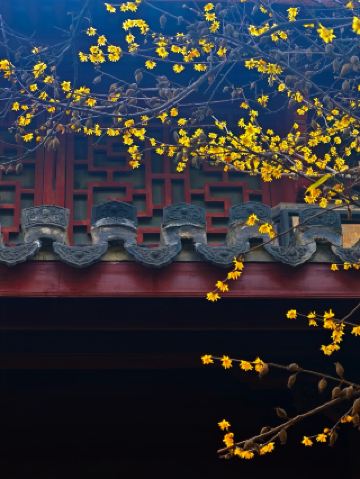 祇園寺｜超マイナーなロウバイの名所でも写真映えする