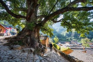 Songyang Yangjiatang Village Travel Guide