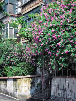 Hefei Banmen Lane Roses Bloom Like a Waterfall｜Top Spring Spot in the Old Town
