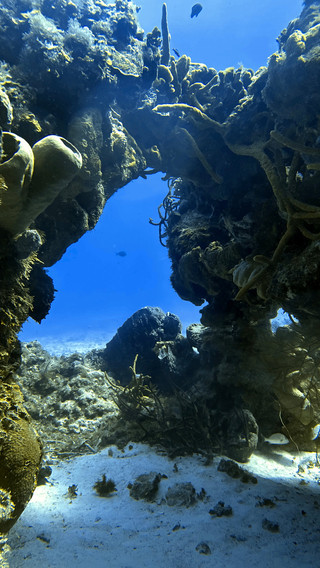 Excellent Diving Experience at The Reef Coco Beach