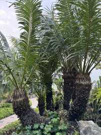 新加坡樟宜機場|機場裡的仙人掌花園
