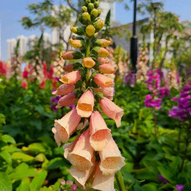 賞花🌺@天水圍公園🌳