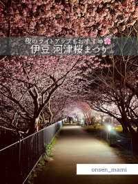 【静岡 河津桜】夜のライトアップもおすすめ！河津桜まつり🌸