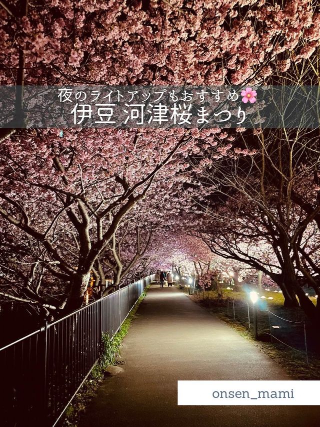 【静岡 河津桜】夜のライトアップもおすすめ！河津桜まつり🌸
