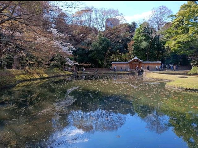 Pink Sakura in Koishikawa Korakuen Garden