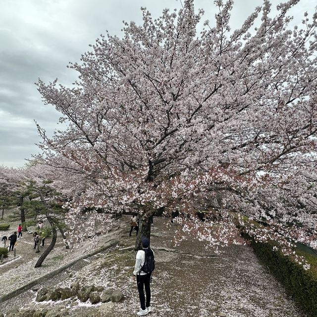 One of most beautiful castles in Japan!! 