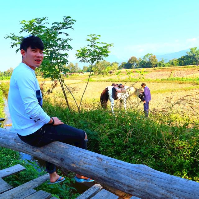 🌿ต๊ะต่อนยอน กาแฟไทลื้อ
