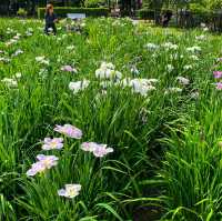เทศกาลดอกไอริส 花じょうぶ祭