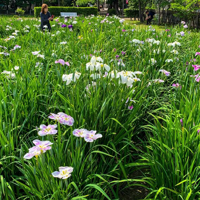เทศกาลดอกไอริส 花じょうぶ祭