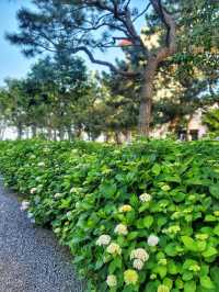 부산 해운대 송림공원에 핀 5월의 수국💐🌳