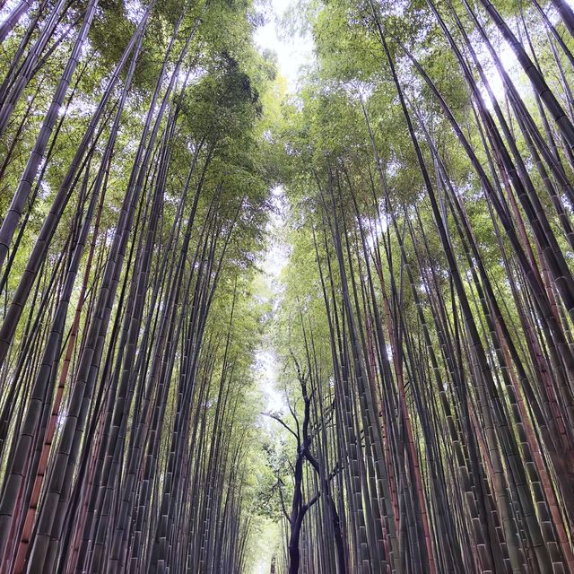 細雨🌦️慢步嵯峨野🎋竹林步道🚶‍♂️