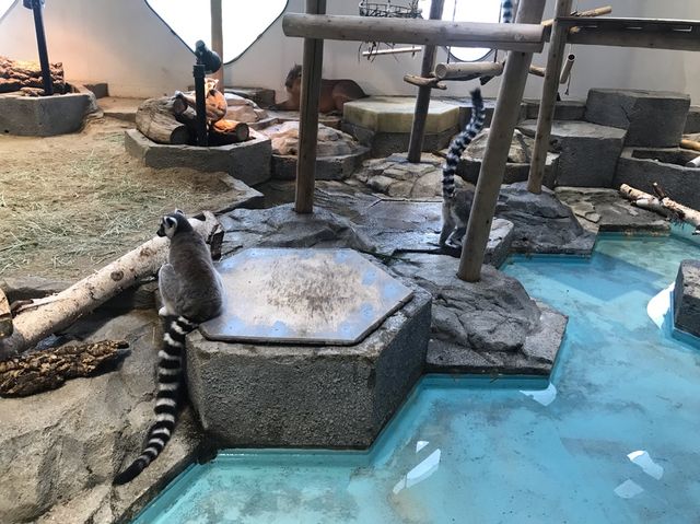 係水族館又係動物園♥️完美結合