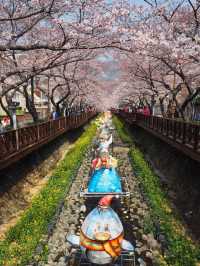 首爾出發😚鎮海市一日旅遊🥹3-4月必去賞櫻☺️