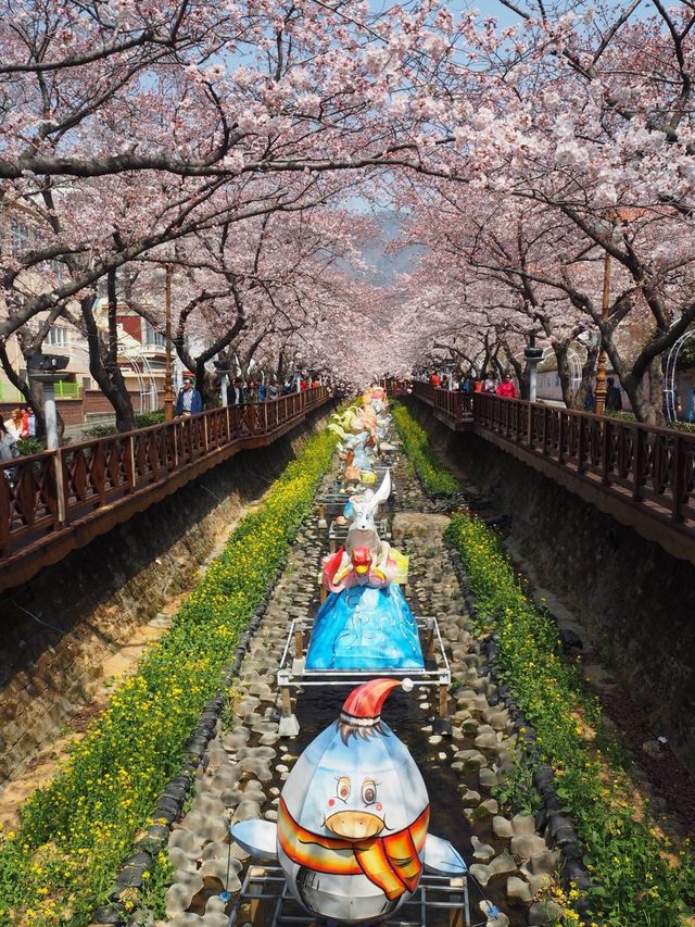 首爾出發😚鎮海市一日旅遊🥹3-4月必去賞櫻☺️