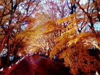 Autumn foliage at Fuji Kawaguchiko
