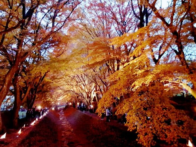 Autumn foliage at Fuji Kawaguchiko